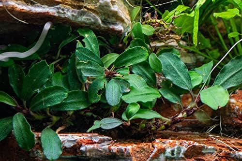 SubstrateSource Bucephalandra Zöld Hullámos Cserepes, Élő Akvárium Növény Természetes Édesvízi Akvárium Dekoráció, Vízi Dekoráció