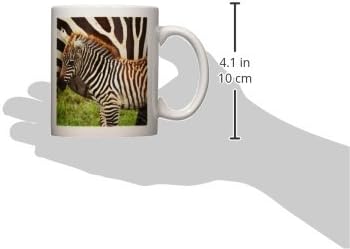 3dRose Közös Zebra Kenya AfricaCeramic Bögre, 11-Uncia