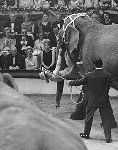 Vintage fotó Geraldine Chaplin játszik az elefánt.
