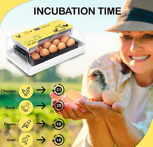 CHIKERS Inkubátor Keltetésre szánt Csirke Tojás a Tojás Egyik, Automatikus Hőmérséklet, illetve a Páratartalom-szabályozás (12 Tojás) - Encubadora