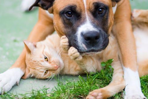 macska Húgyúti Támogatás - Egészséges Húgyúti Komplex Kisállatok - Kutyák, Macskák - a Speciális Formula a Legjobb Egészségügyi -, Áfonya