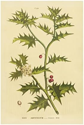 Védjegy képzőművészeti 'Növényi Botanikus XXVIII' Vászon Művészet által Vad Alma Portfólió