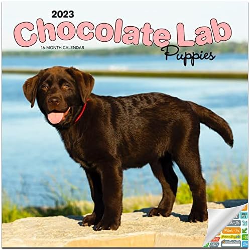 Csokoládé Labor Kiskutyák Naptári 2023 -- Deluxe 2023 Csokoládé Labor Kiskutyák falinaptár Csomag Több mint 100 Naptár Matrica