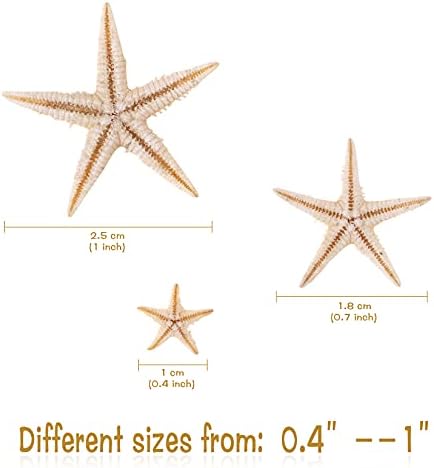 1-1.6 PPCLION 100 Db Kis tengeri Csillag Star Sea Shell Beach Kézműves