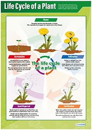 Álmodozni Oktatás Növények Plakátok - Készlet 4 | Tudomány Plakátok, Fényes Papír mérési 33 x 23.5 | SZÁR Diagramok az Osztályteremben | Oktatás