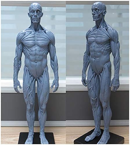 Emberi Csontváz Anatómiai Festmény, Modell - 30Cm Emberi Anatómiai Izom -, Csont-Modell - PU Anyag Férfi Anatómia Ábra a Modell - Orvosi